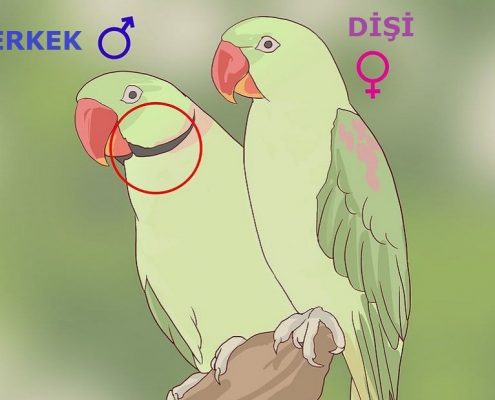 Papağan Cinsiyeti Nasıl Anlaşılır?