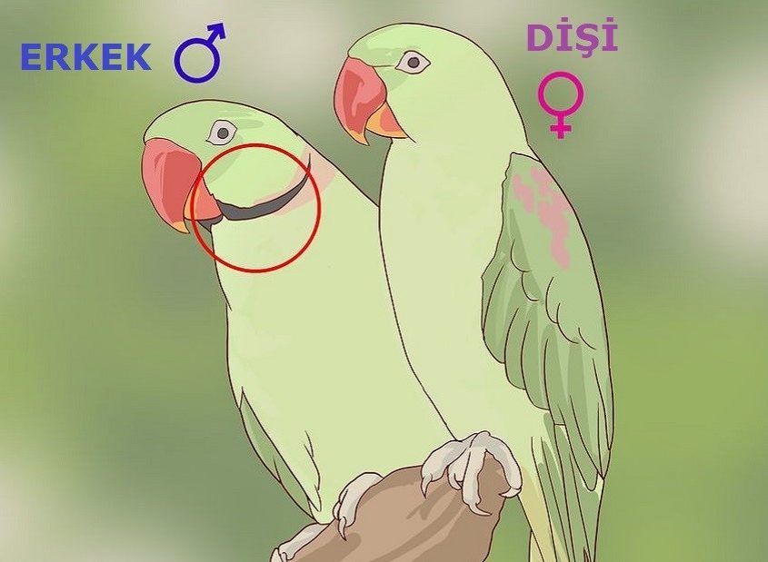 Papağan Cinsiyeti Nasıl Anlaşılır?