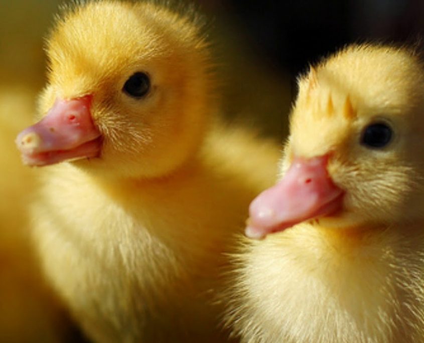 Yavru Ördek Beslenmesi̇ Nasıl Olmalıdır? - Civcivler ve Ördekler