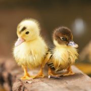 Yavru Ördek Ci̇nsi̇yeti̇ Nasıl Anlaşılır?