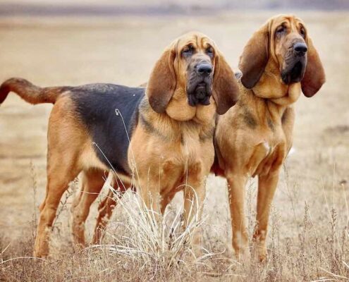 Bloodhound Resimleri