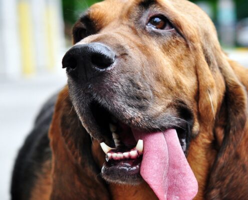 Bloodhound Resimleri