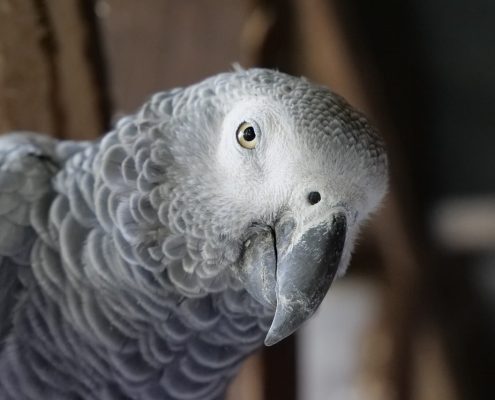 Jako Papağanı (Gri Afrika Papağanı)