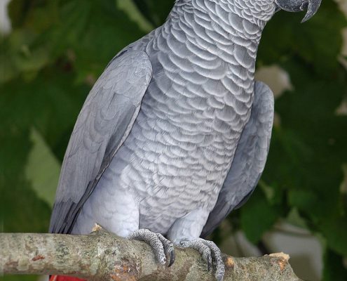 Jako Papağanı (Gri Afrika Papağanı)