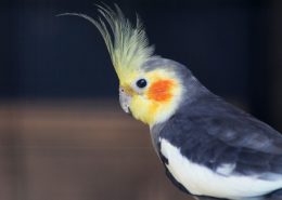 Sultan Papağanı (Kakadu)