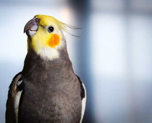 Sultan Papağanı (Kakadu)