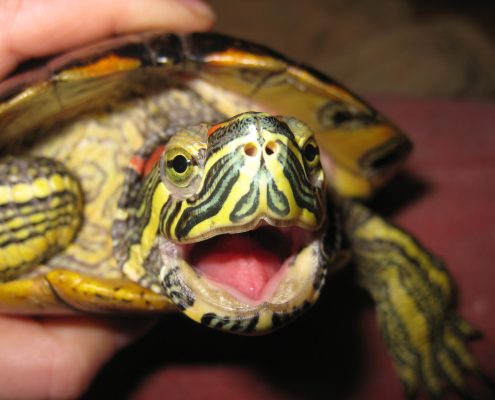 Kırmızı Yanaklı Su Kaplumbağası