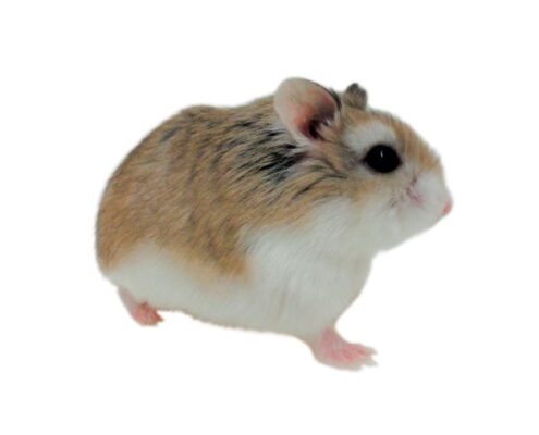 Roborovski (Cüce) Hamster