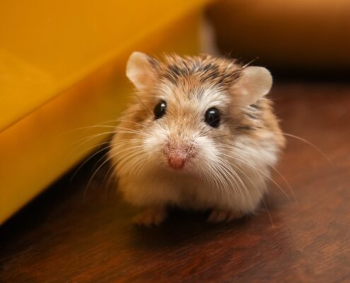 Roborovski (Cüce) Hamster