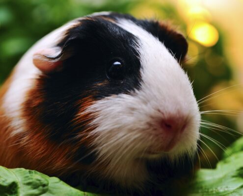 Ginepig (Guinea Pig) Bakımı