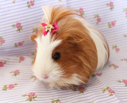 Ginepig (Guinea Pig) Bakımı