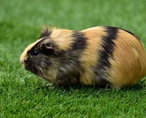 Ginepig (Guinea Pig) Bakımı