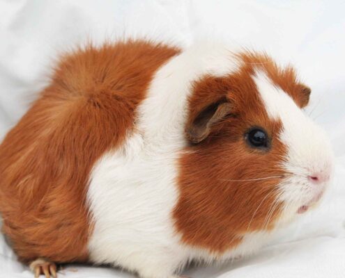 Ginepig (Guinea Pig) Bakımı