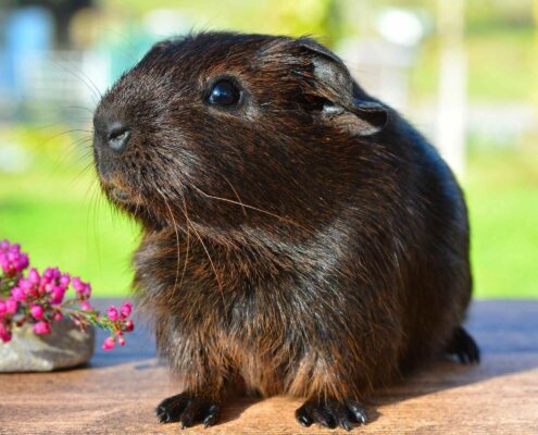 Ginepig (Guinea Pig) Bakımı