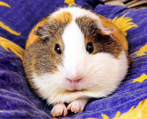 Ginepig (Guinea Pig) Bakımı