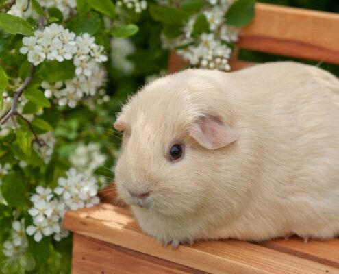 Ginepig (Guinea Pig) Bakımı