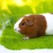 Ginepig (Guinea Pig) Bakımı