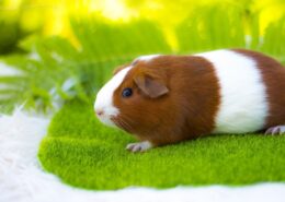 Ginepig (Guinea Pig) Bakımı