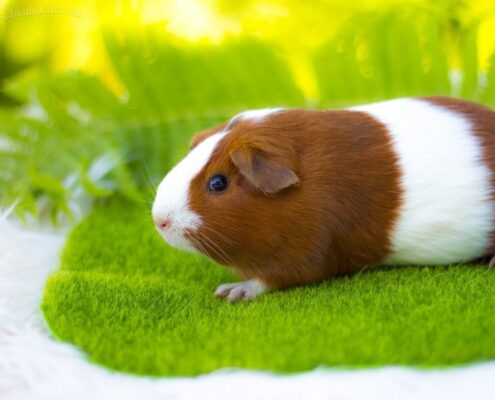 Ginepig (Guinea Pig) Bakımı