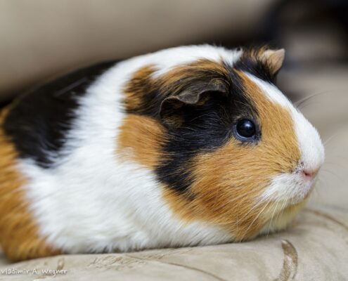 Ginepig (Guinea Pig) Bakımı