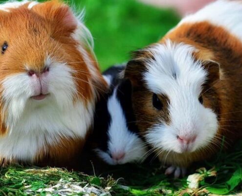 Ginepig (Guinea Pig) Bakımı