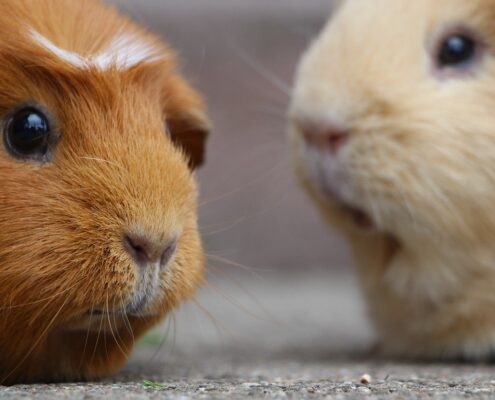 Ginepig (Guinea Pig) Bakımı