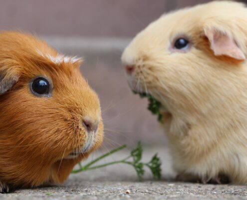 Ginepig (Guinea Pig) Bakımı