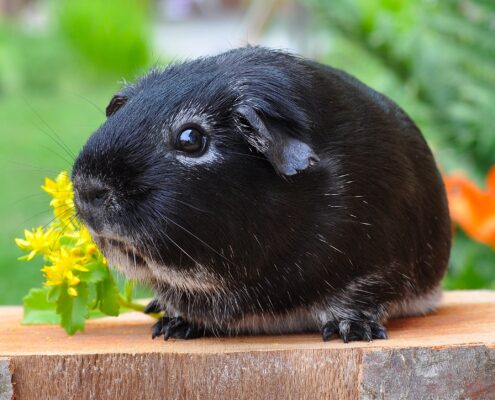 Ginepig (Guinea Pig) Bakımı