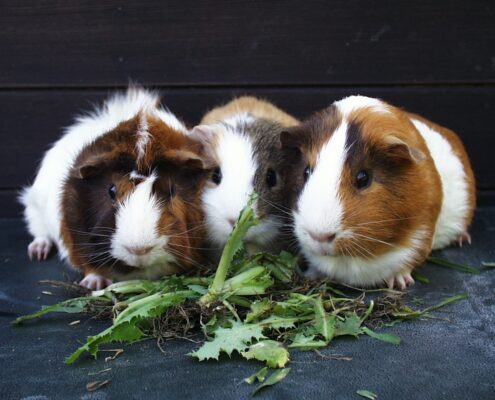 Ginepig (Guinea Pig) Bakımı