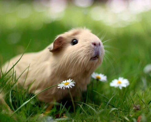 Ginepig (Guinea Pig) Bakımı