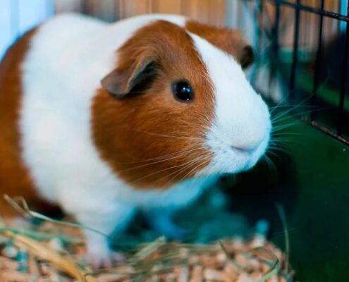 Ginepig (Guinea Pig) Bakımı