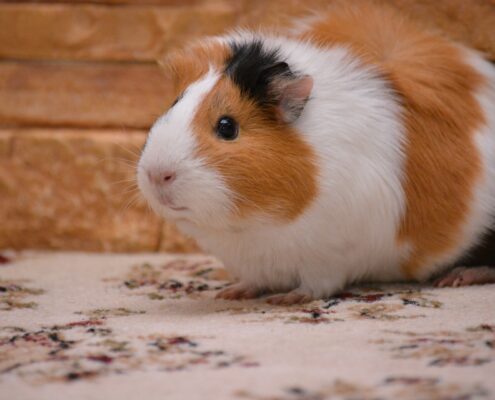 Ginepig (Guinea Pig) Bakımı