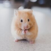 Hamsterlar Kaç Yıl Yaşar? - Hamsterların Ömrü