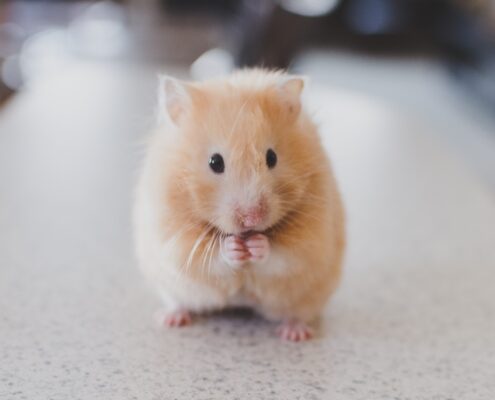 Hamsterlar Kaç Yıl Yaşar? - Hamsterların Ömrü