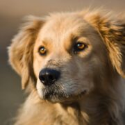 İlk Defa Köpek Besleyeceklerin Bilmesi Gerekenler