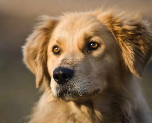 İlk Defa Köpek Besleyeceklerin Bilmesi Gerekenler