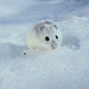 Cüce Rus (Kış Beyazı, Sibirya) Hamsterı