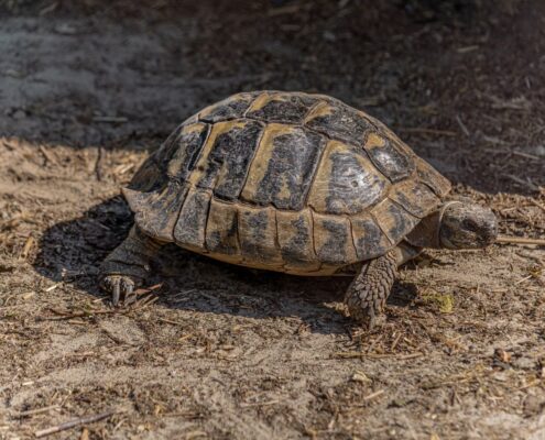 Trakya Kaplumbağası (Testudo Hermanni)