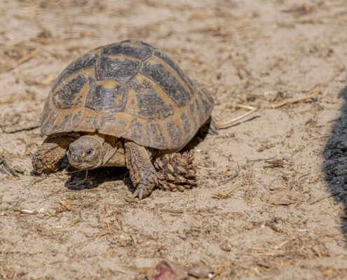 Trakya Kaplumbağası (Testudo Hermanni)