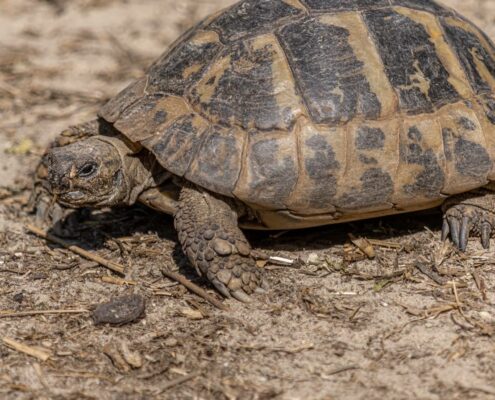 Trakya Kaplumbağası (Testudo Hermanni)