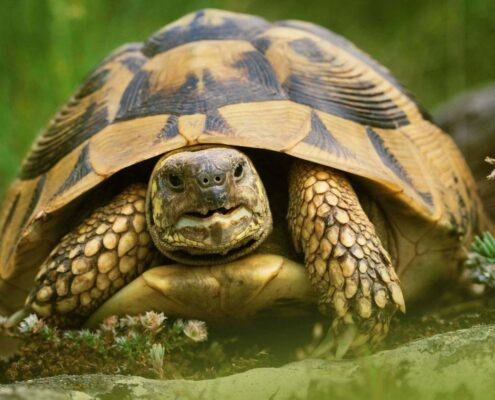 Trakya Kaplumbağası (Testudo Hermanni)