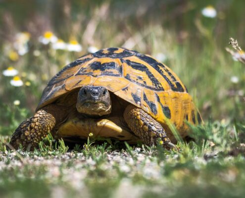 Trakya Kaplumbağası (Testudo Hermanni)