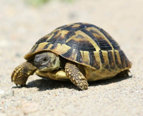 Trakya Kaplumbağası (Testudo Hermanni)