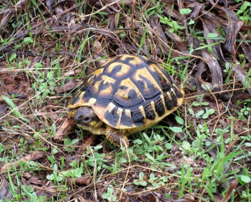 Trakya Kaplumbağası (Testudo Hermanni)