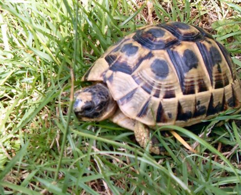 Trakya Kaplumbağası (Testudo Hermanni)