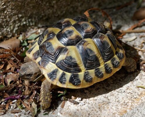 Trakya Kaplumbağası (Testudo Hermanni)