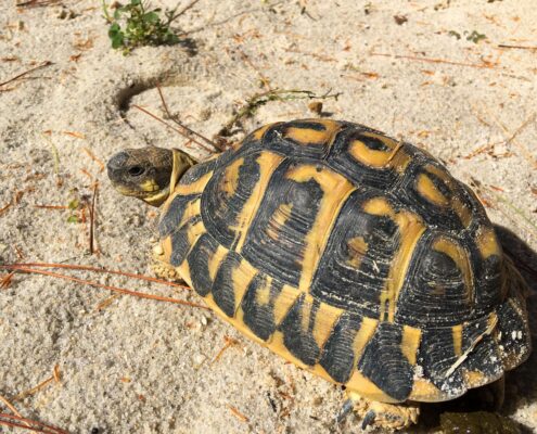 Trakya Kaplumbağası (Testudo Hermanni)