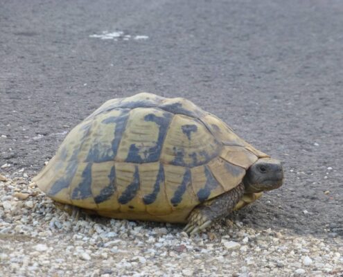 Trakya Kaplumbağası (Testudo Hermanni)