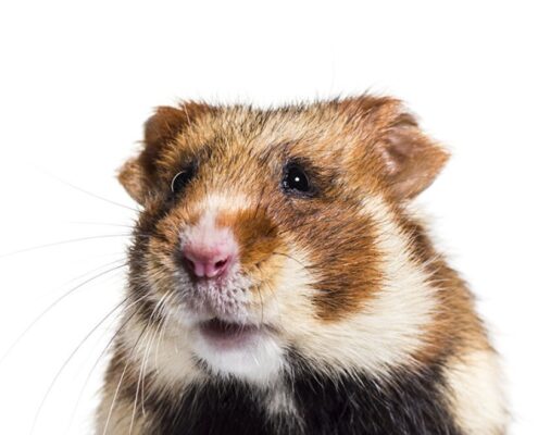 Avrupa Hamsterı
