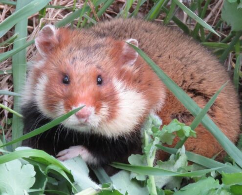 Avrupa Hamsterı